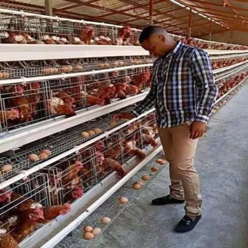 Cheap Price Poultry Farm 10000 - Farming Africa recension och pris