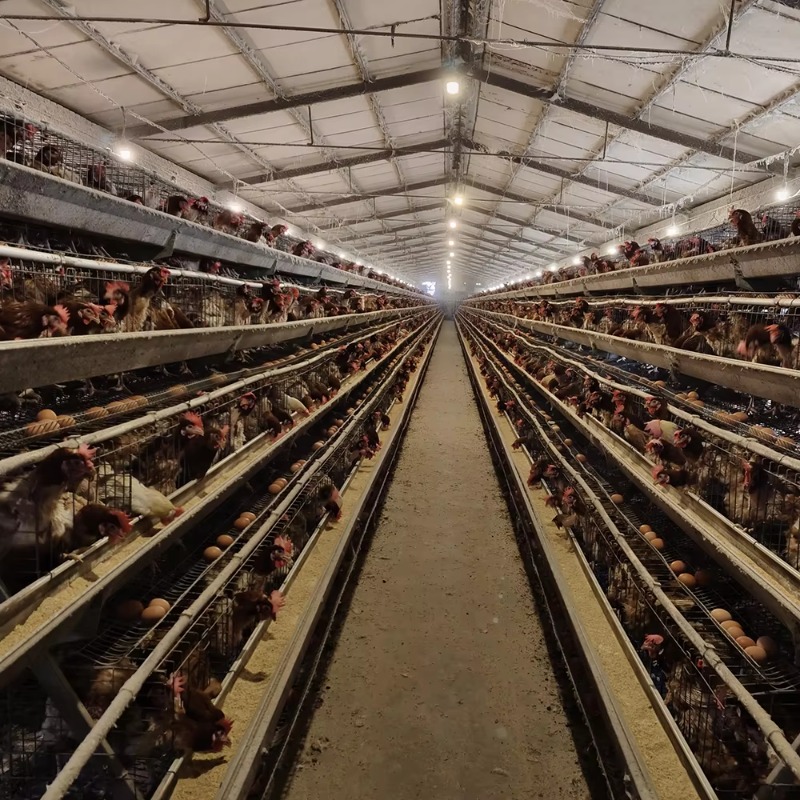 Cheap Price Poultry Farm 10000 - Farming Africa recension och pris