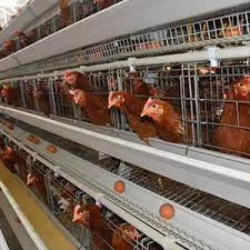  chicken coop New Africa a Typ - Farming Africa recension och pris