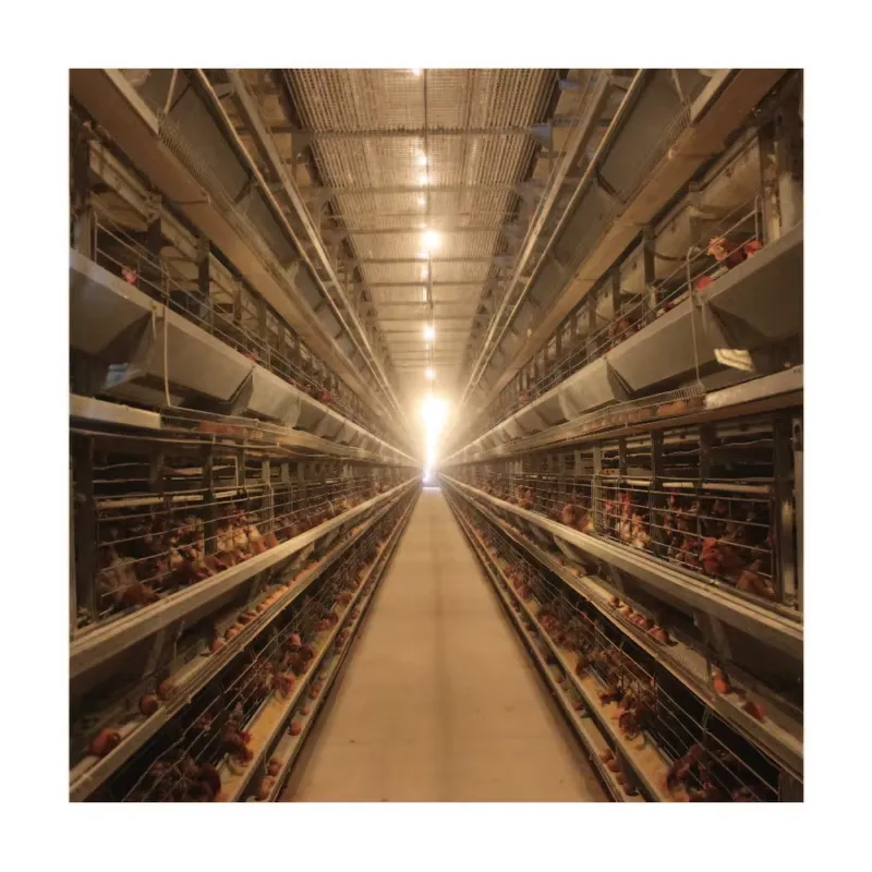TIANRUI New Automatic Egg Laye - Farming Africa recension och pris