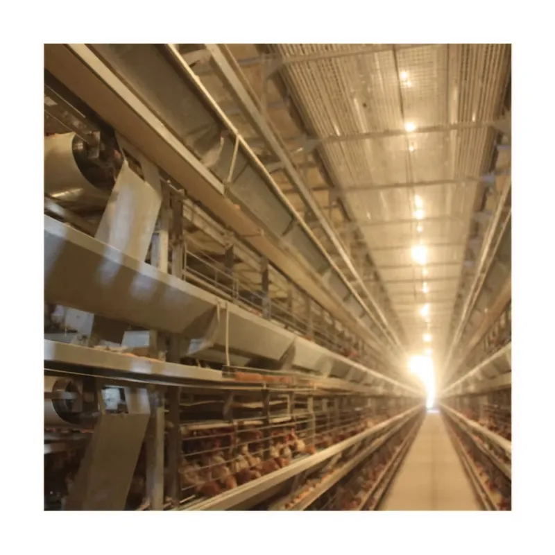 TIANRUI New Automatic Egg Laye - Farming Africa recension och pris