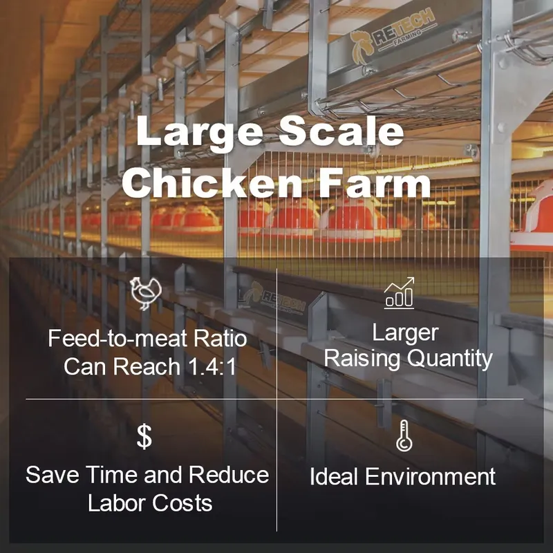Automatic H Type Broiler Chick - Farming Africa recension och pris