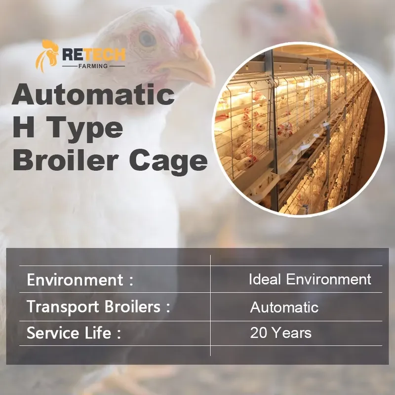 Automatic H Type Broiler Chick - Farming Africa recension och pris