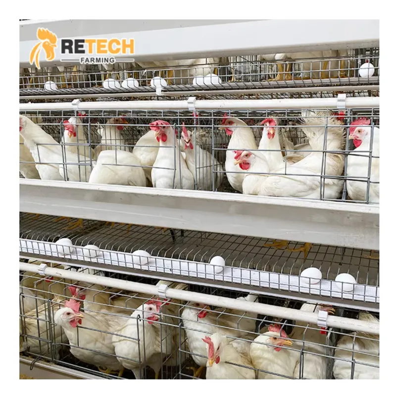 Automatic Egg Layer Chicken Ca - Farming Africa recension och pris