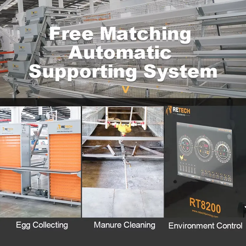 Automatic Egg Layer Chicken Ca - Farming Africa recension och pris