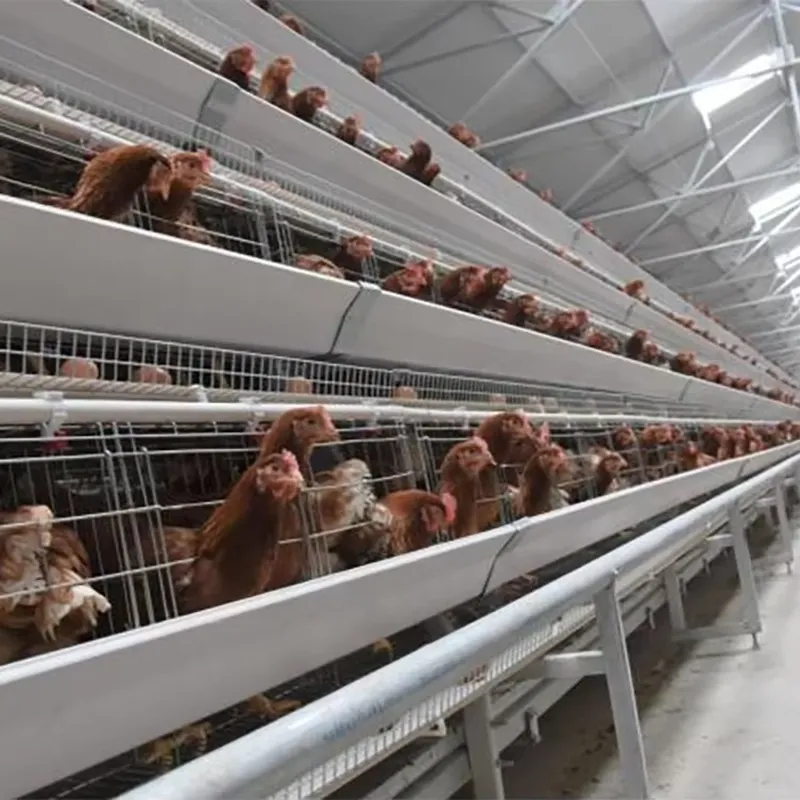 H Type Layer Cages for Poultry - Farming Africa recension och pris