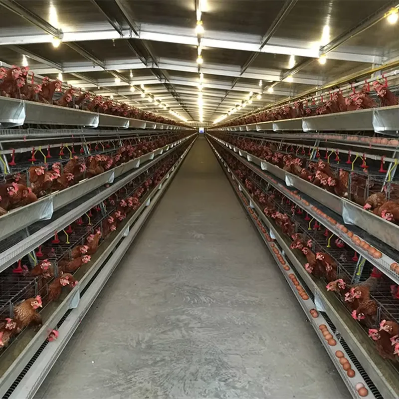 H Type Layer Cages for Poultry - Farming Africa recension och pris