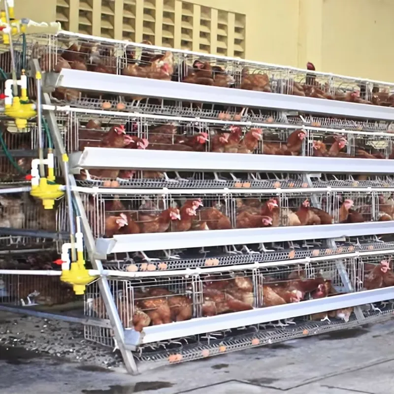 H Type Layer Cages for Poultry - Farming Africa recension och pris